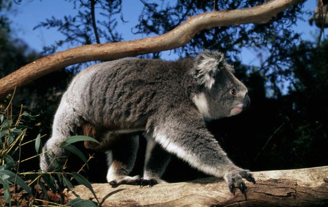 Phascolarctos cinereus Koala Arboreal marsupial, feeds on Eucalyptus leaves Australia