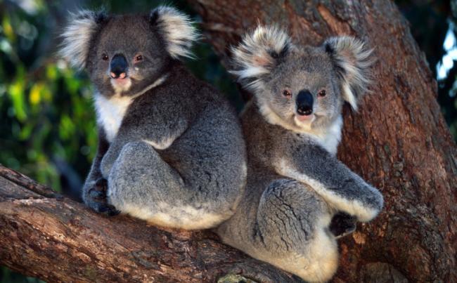 Phascolarctos cinereus Koala Arboreal marsupial, feeds on Eucalptus leaves Australia