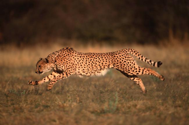 Cheetah Acinonyx jubatus Can run up to speeds of up to 120 km/hr over short distances. Africa & Middle East