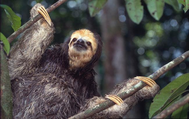 Sloth, Species