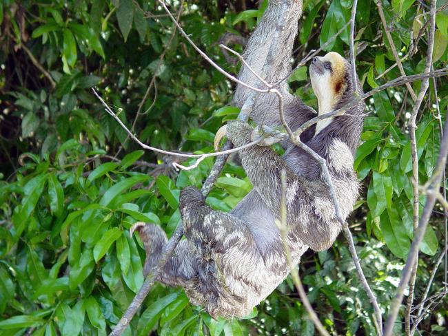 Sloth (Order Xenarthra), in the WWF-Brazil Expedition to the National Park Montanhas do Tumucumaque, Amapá, Brazil.