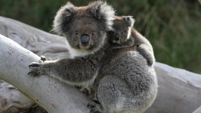 Mother koala (Phascolarctos cinereus) carries her joey on her back, Sydney, Australia.
