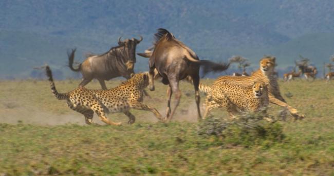 Three out of coalition of five male cheetah, hunting wildebeest on the plains of the Masai Mara Game Reserve, Kenya.