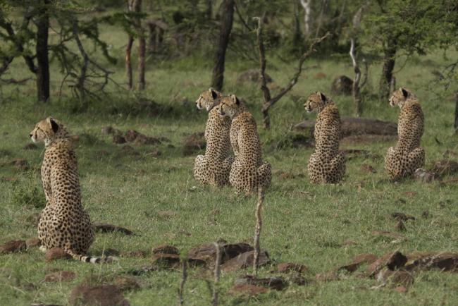 Five male cheetah, Masai Mara Game Reserve, Kenya. This coalition of 5 male cheetah is one of the largest ever seen. By ganging together they are able to dominate a large territory as well as hunt more successfully.