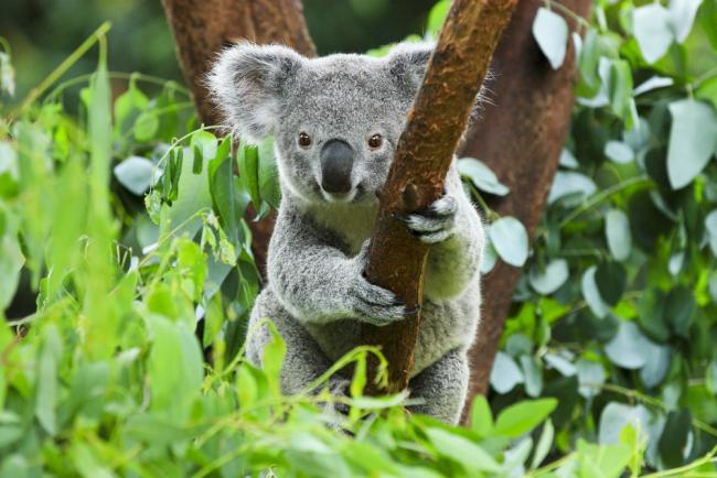 Koala (Phascolarctos cinereus) in a tree