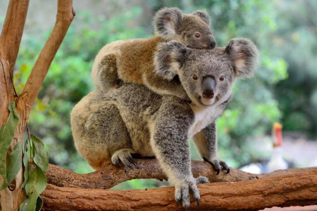 Peek-a-boo! Columbus Zoo welcomes first baby koala in 15 years