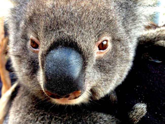 Close-up of a koala (Phascolarctos cinereus).