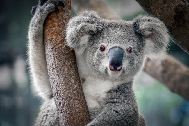 A Koala hugging a tree 