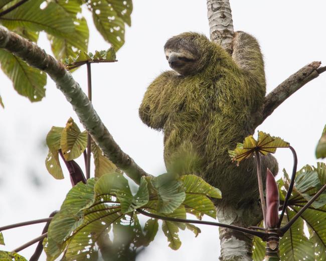 Brown-throated sloth (Bradypus variegatus) in a tree near the Savegre Mountain Hotel Biological Reserve, Costa Rica