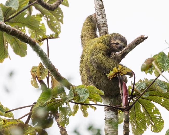 Brown-throated sloth (Bradypus variegatus) in a tree near the Savegre Mountain Hotel Biological Reserve, Costa Rica