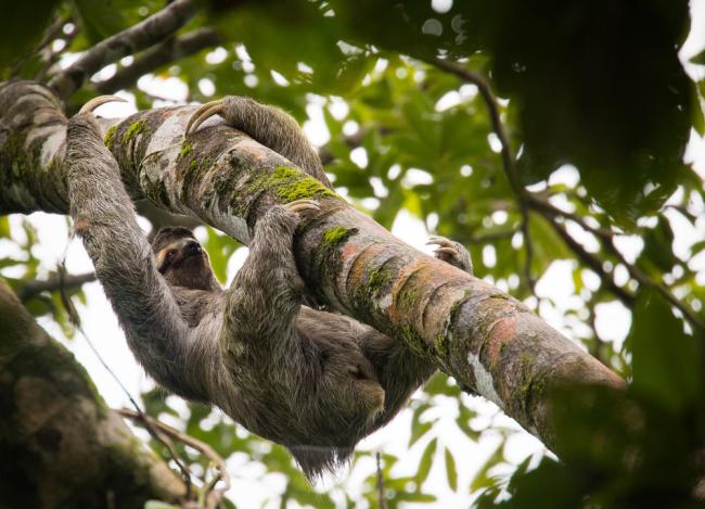 A brown-throated sloth climbing a tree