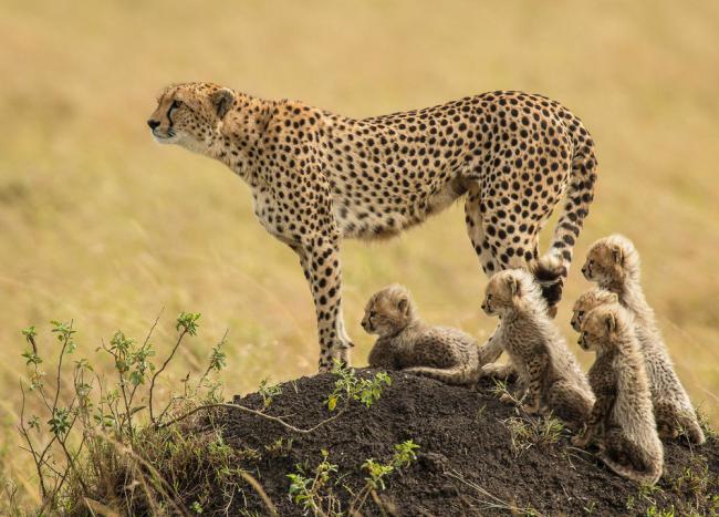 Mother Cheetah and her cubs
