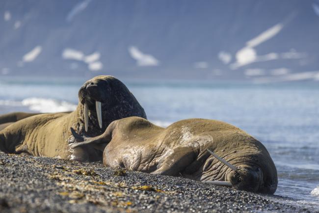 Haul out of walrus in Svalbard, Norway