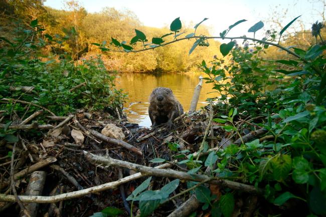 Eurasian beaver (Castor fiber) kit on dam, Cornwall, UK.