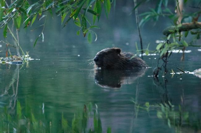 Eurasian beaver (Castor fiber) framed by willow leaves in early morning light, Somerset, UK.