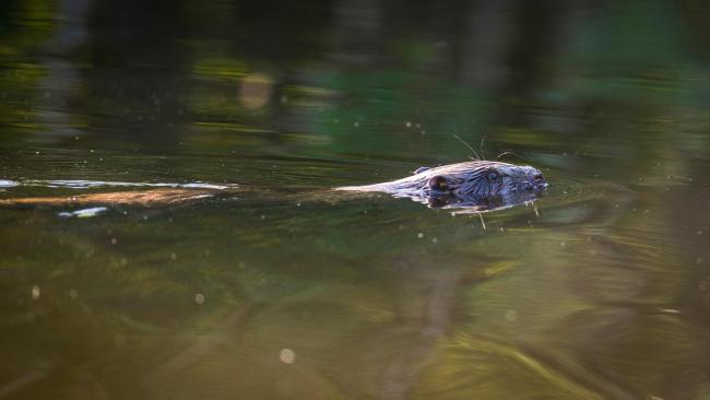Beaver (Castor fiber) swimming.