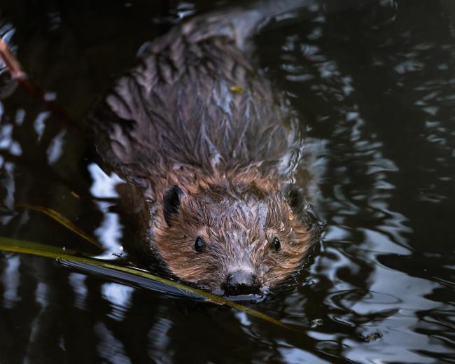 Beaver (Castor) swimming through the small river. Germany.