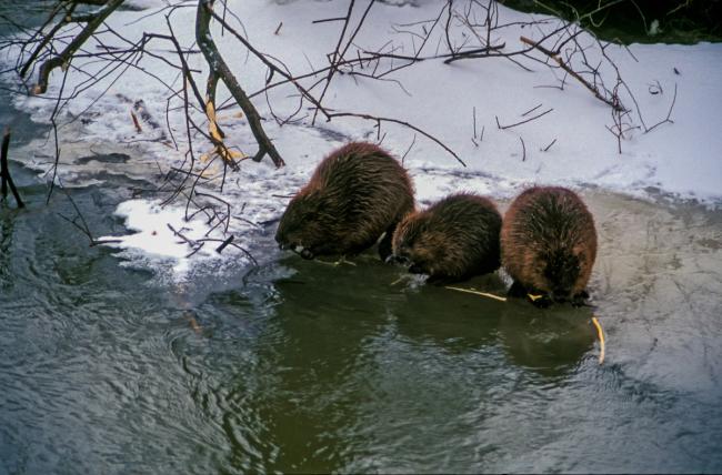 Beavers (Castor fiber) Protected Area Morava Alluvium, Slovakia