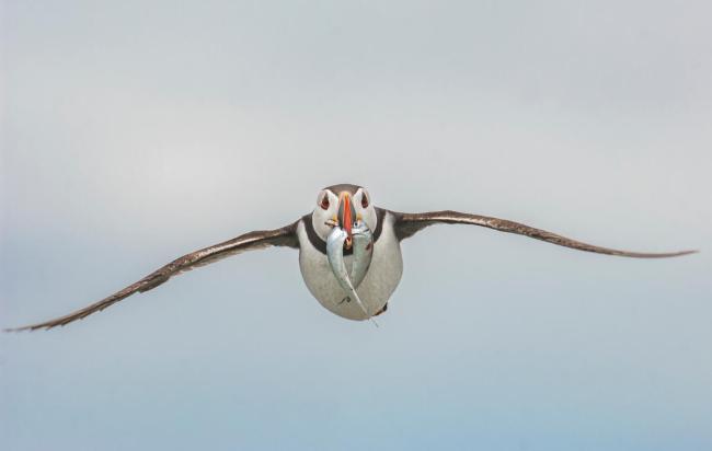 An adult Atlantic puffin with fish in beak