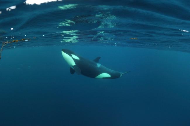Killer whale / Orca (Orcinus orca) just below the surface, Kristiansund, Nordmore, Norway