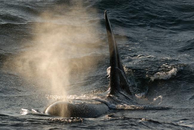 Killer whale / Orca (Orcinus orca) blowing at surface, Kristiansund, Nordmore, Norway