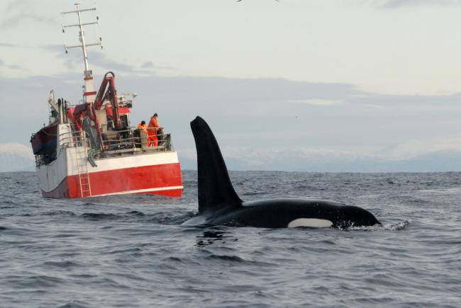 Killer whale / Orca (Orcinus orca) at surface in front of a herring fishing boat, Kristiansund, Nordmore, Norway