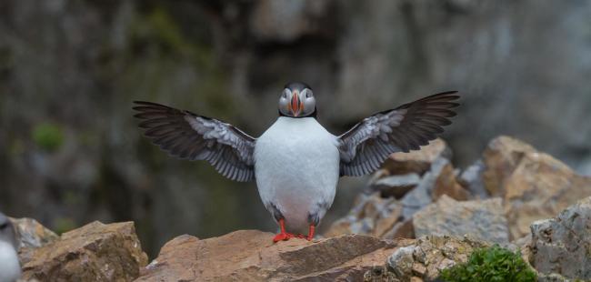 Laura's Birding Blog: Puffins! Distinctive Adaptations