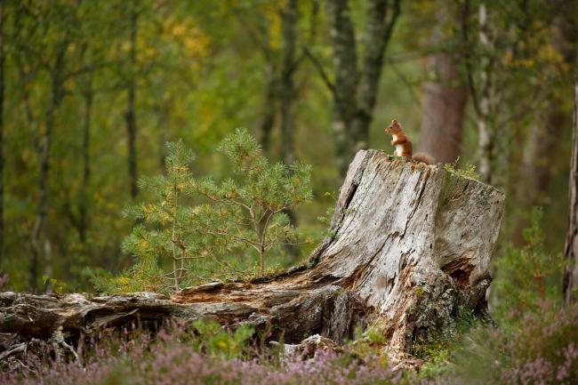 Red Squirrel (Sciurus vulgaris) in summer in woodland habitat, Cairngorms National Park, Scotland, UK