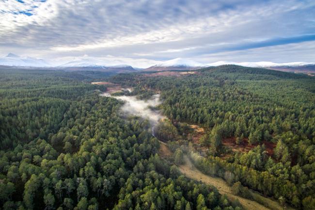 Aerial view above Abernethy pine forest with the Cairngorm mountain range behind. Cairngorms National Park, Scotland, UK