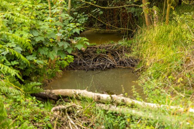 Beaver damming activity recorded within Norfolk Rivers Trust's beaver enclosure near Bodham, Norfolk, UK. Beavers feel safer from predators when they have deep water to swim in, so they build dams to control water levels. These dams consist of branches, sticks and twigs pushed up against the mud, creating separated pools of varying depths.