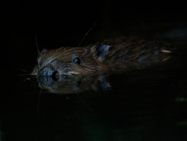 Eurasian beaver (Castor fiber) in shadows, Somerset, UK.