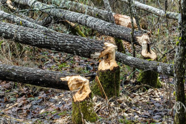 Beaver felled aspen trees, along Dalälven.