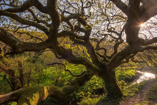 Ancient oak tree (Quercus robur), Marsland Mouth, Devon Wildlife Trust, Devon, UK.
