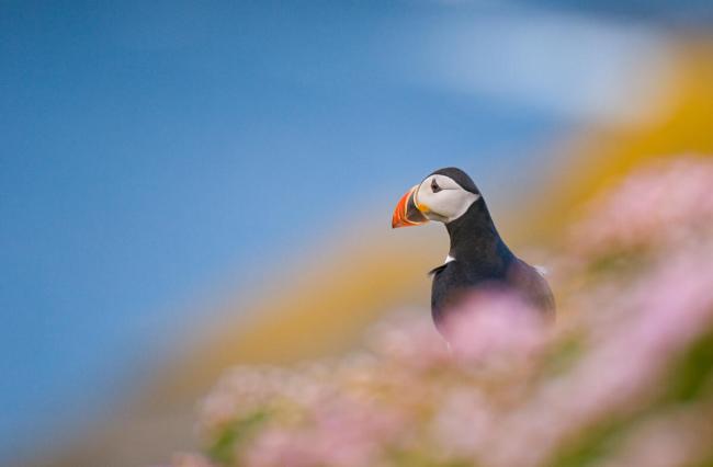 An adult Atlantic puffin (Fratercula arctica) among the rich coastal colours of purple thrift and yellow lichens, Shetland Islands, Scotland, UK