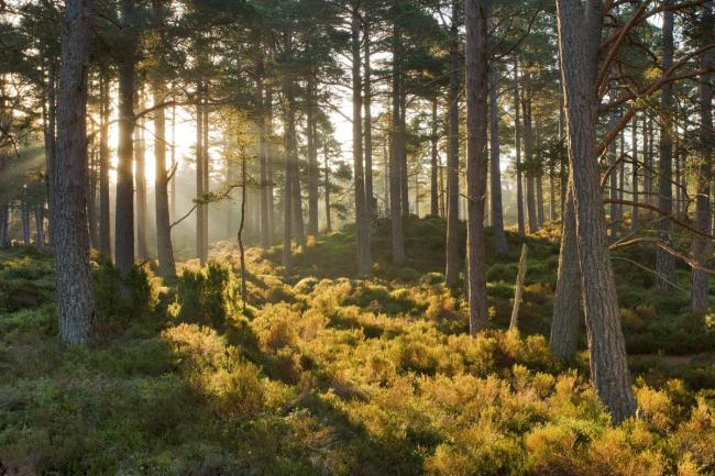 Caledonian pine wood, Abernethy Forest, Cairngorms National Park, Scotland, UK