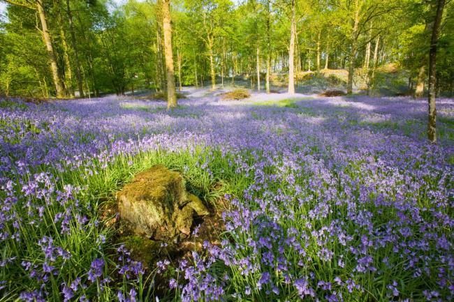 Bluebells in a woodland near Ambleside, UK. Like many wild flowers they are starting to bloom earlier due to rising temperatures.