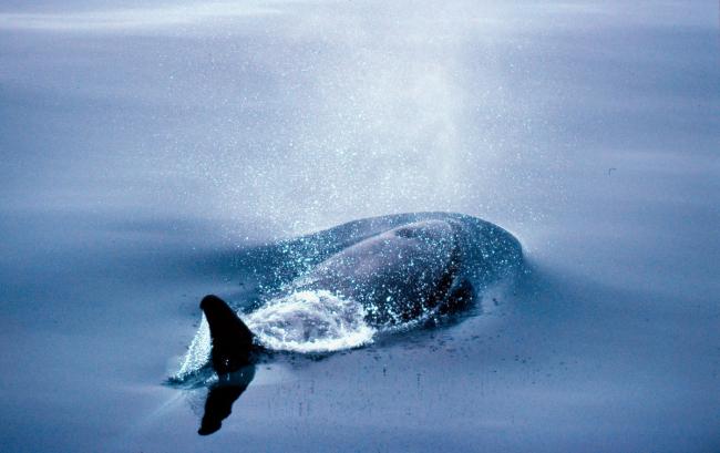 Orcinus orca Killer whale Off the coast of Kamchatka Peninsula, Russian Federation