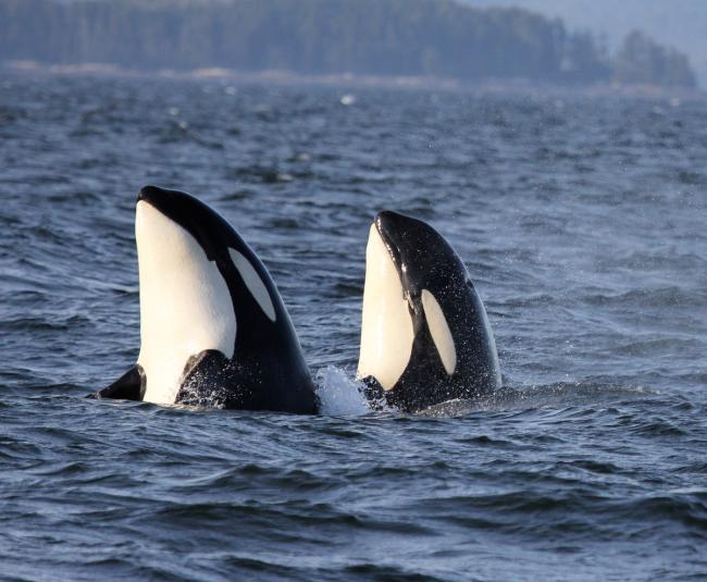 Close up of two northern resident Killer whales (Orcinus orca) surfacing in the waters off the central coast of British Columbia, Canada