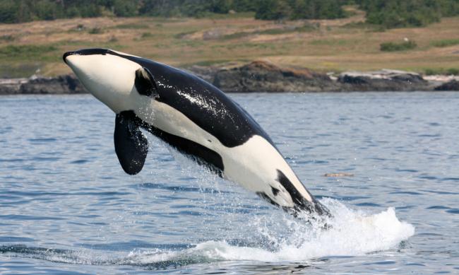 A southern resident Killer whale (Orcinus orca) leaping out of the waters of Haro Strait, British Columbia, Canada