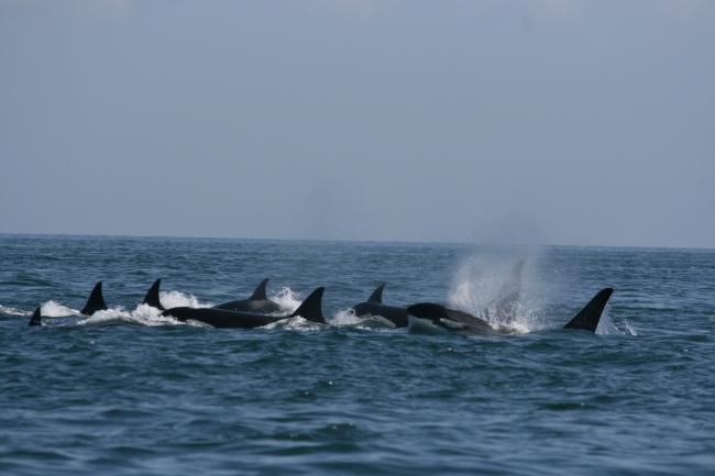 A pod of transient Killer whales (Orcinus orca) moving through the Haro Strait, British Columbia, Canada