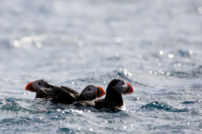 Puffins (Fratercula arctica) 'Voyage for the future', Spitsbergen bay, (Svalbard) arctic archipelago, Norway.