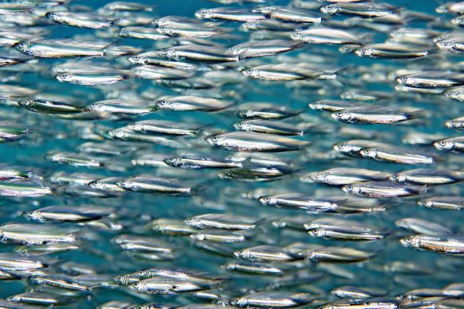 Schooling European sprat