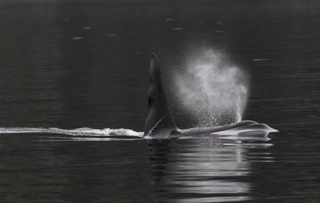 A bull Orca / Killer Whale (Orcinus orca) surfacing in Shetland, UK, showing his huge dorsal fin - which some individuals can grow to 6 feet in height. Photo by Hugh Harrop.