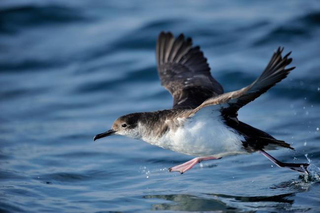 Manx Shearwater (Puffinus puffinus) taking off from the sea, of the south coast of Anglesey, North Wales, UK