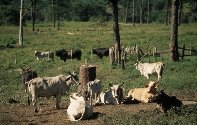 Amazon, Brazil, near the Venezuelan frontier. Tropical rainforest, deforestation. Land which has been systematically deforested and logged then given over to cattle ranching.