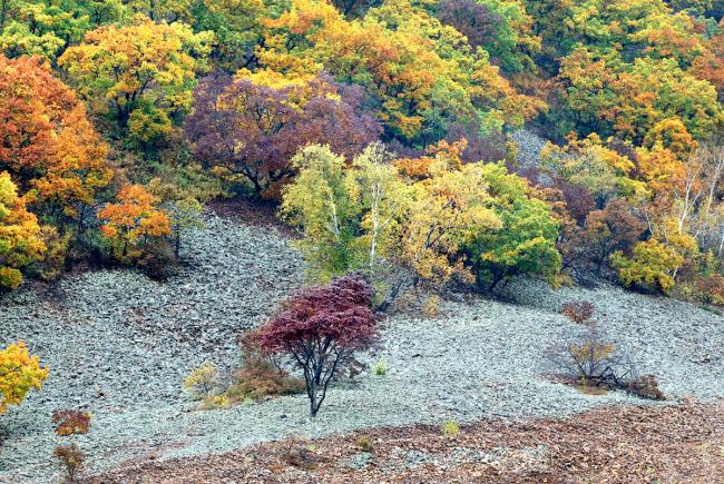 Trees in autumn colours in the Lazovsky State Nature Reserve