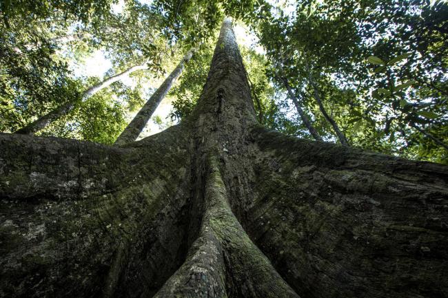 View of Yellow Meranti (Shorea faguetiana) the world’s tallest tropical tree in Tawau Hills Park, Sabah, Borneo, Malaysia.