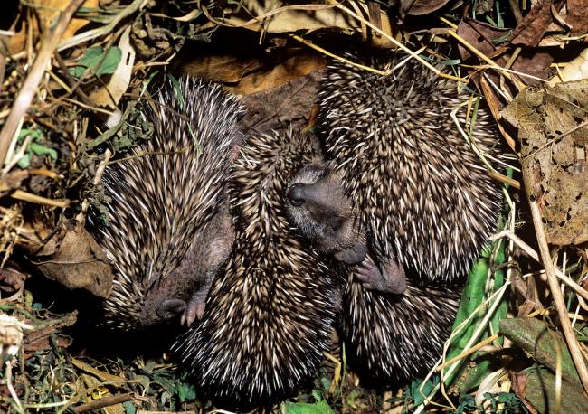Hedgehogs in nest