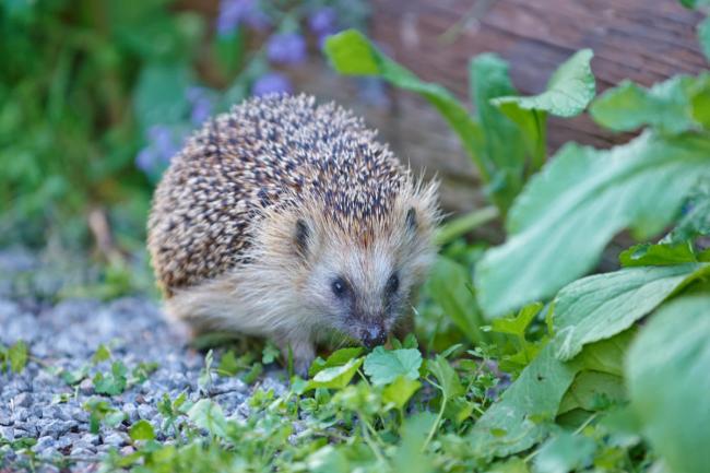  Hedgehog in Garden