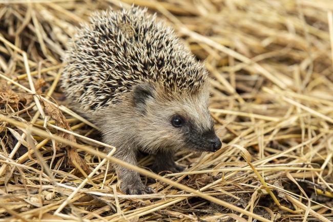 Hedgehog in hay